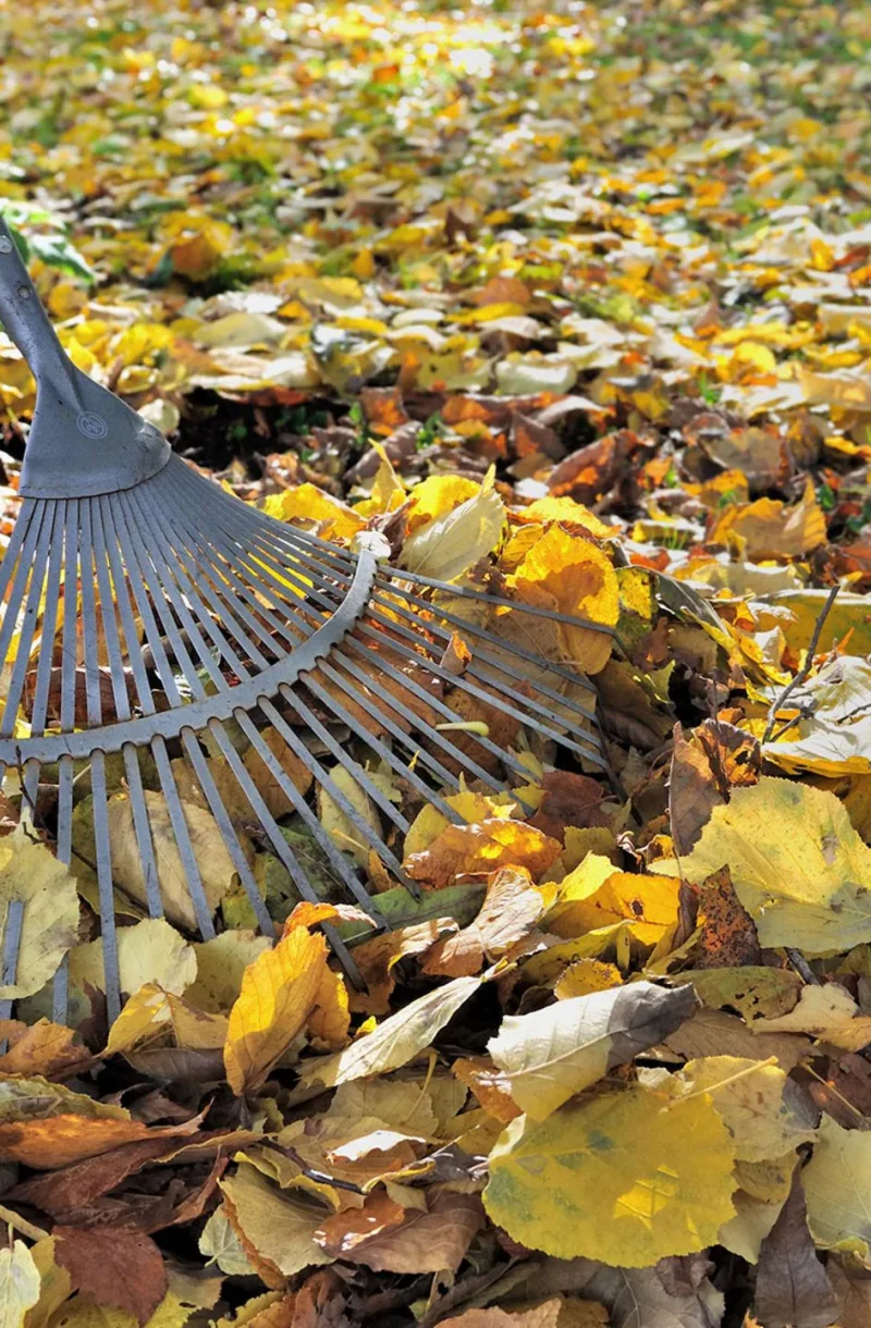 herbstlaub-harken-jpg--48219-